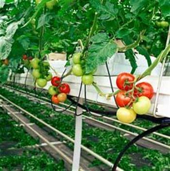 نحوه کشت گوجه فرنگی گلخانه ای